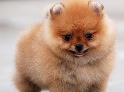 哈多利博美犬的价格贵吗?哈多利系博美犬的品种介绍