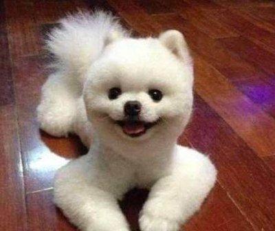 哈多利博美犬的价格贵吗?哈多利系博美犬的品种介绍