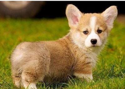 »Ȯβ𣿿»ΪʲôҪβͣྐྵ