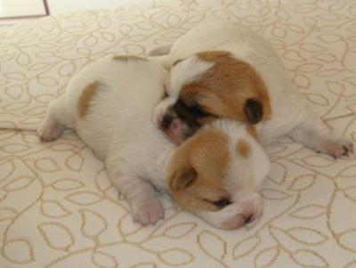 柯基犬有尾巴吗?柯基为什么要断尾巴?真相竟是这样!