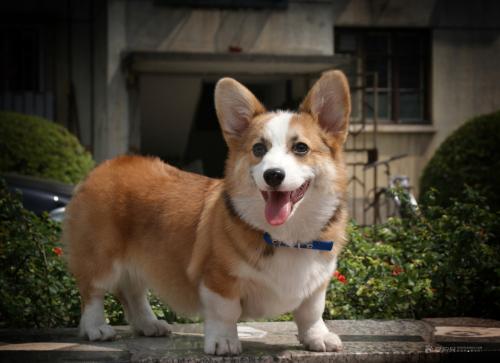 柯基犬有尾巴吗?柯基为什么要断尾巴?真相竟是这样!