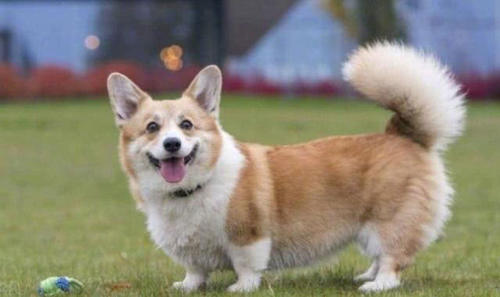 柯基犬有尾巴吗?柯基为什么要断尾巴?真相竟是这样!