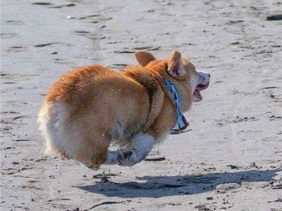 柯基犬有尾巴吗?柯基为什么要断尾巴?真相竟是这样!