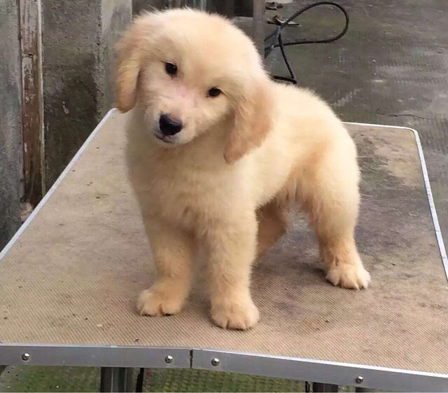 金毛犬有什么缺点?细数金毛的五大缺点,你能忍几个