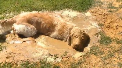 金毛犬有什么缺点?细数金毛的五大缺点,你能忍几个