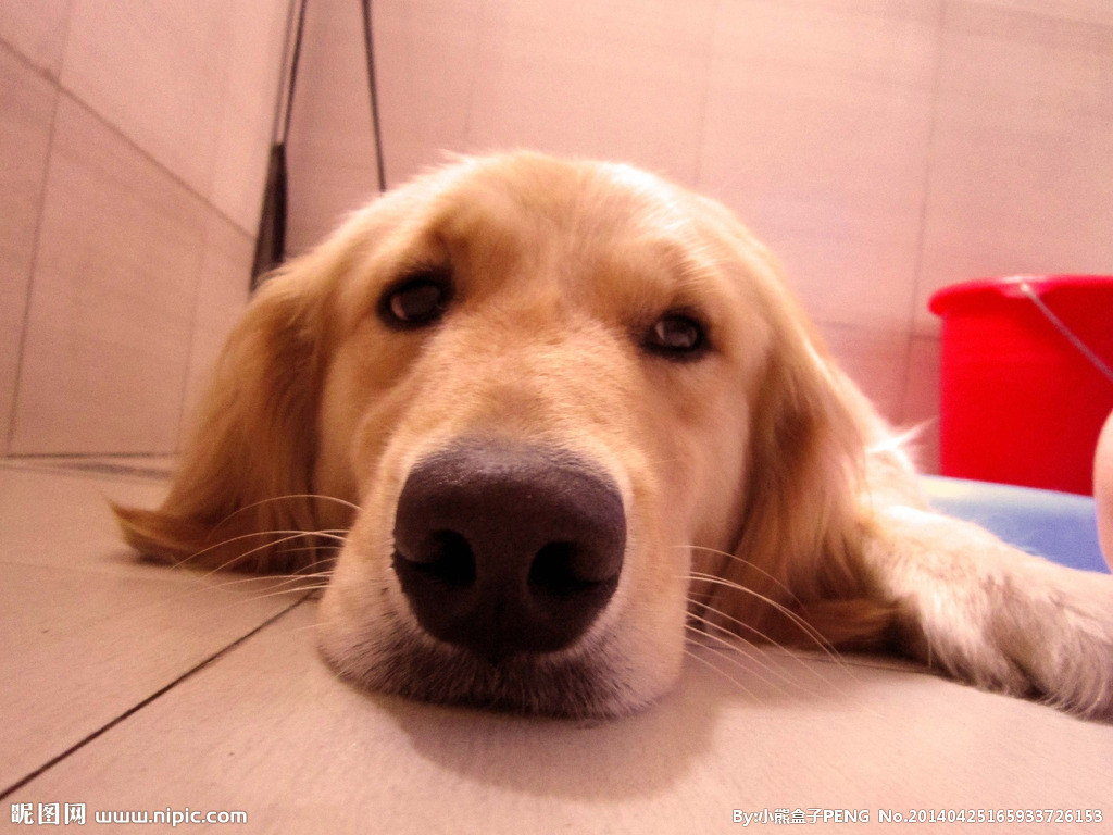 金毛犬有什么缺点?细数金毛的五大缺点,你能忍几个