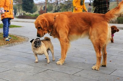 金毛犬有什么缺点?细数金毛的五大缺点,你能忍几个