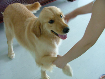 金毛犬有什么缺点?细数金毛的五大缺点,你能忍几个