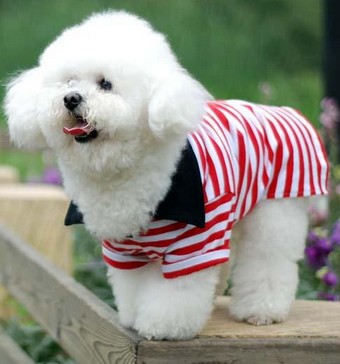 比熊犬多少钱一只?比熊犬价格和选购技巧分析