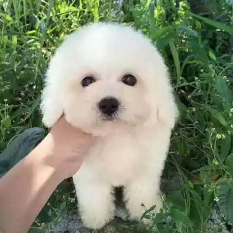 比熊犬多少钱一只?比熊犬价格和选购技巧分析