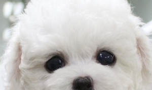 比熊犬多少钱一只?比熊犬价格和选购技巧分析