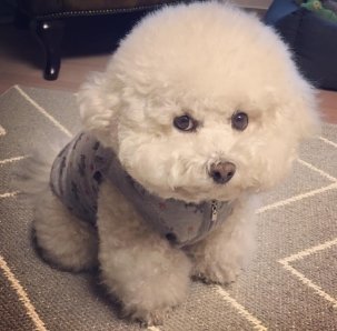 比熊犬多少钱一只?比熊犬价格和选购技巧分析