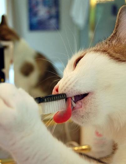 为何引起猫咪口腔溃疡?猫咪口腔溃疡的原因分析