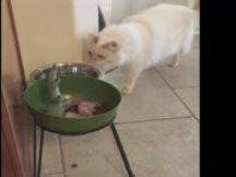 为何引起猫咪口腔溃疡?猫咪口腔溃疡的原因分析