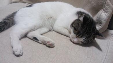 什么是猫咪肾衰竭?猫咪肾衰竭早期6大症状