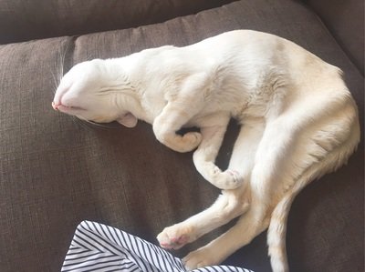 什么是猫咪肾衰竭?猫咪肾衰竭早期6大症状