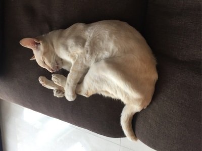 什么是猫咪肾衰竭?猫咪肾衰竭早期6大症状