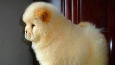 松狮犬怎么养?松狮犬的正确饲养方法看这里