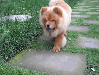 松狮犬怎么养?松狮犬的正确饲养方法看这里