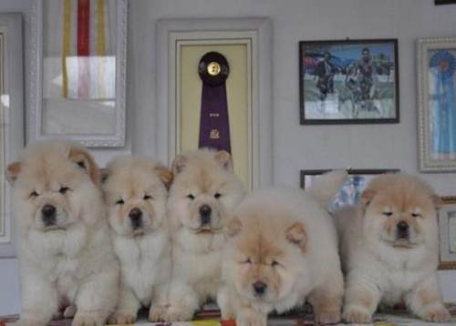 松狮犬怎么养?松狮犬的正确饲养方法看这里