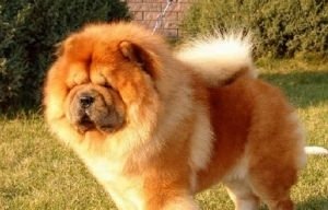 松狮犬怎么养?松狮犬的正确饲养方法看这里