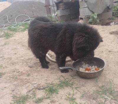 松狮犬怎么养?松狮犬的正确饲养方法看这里