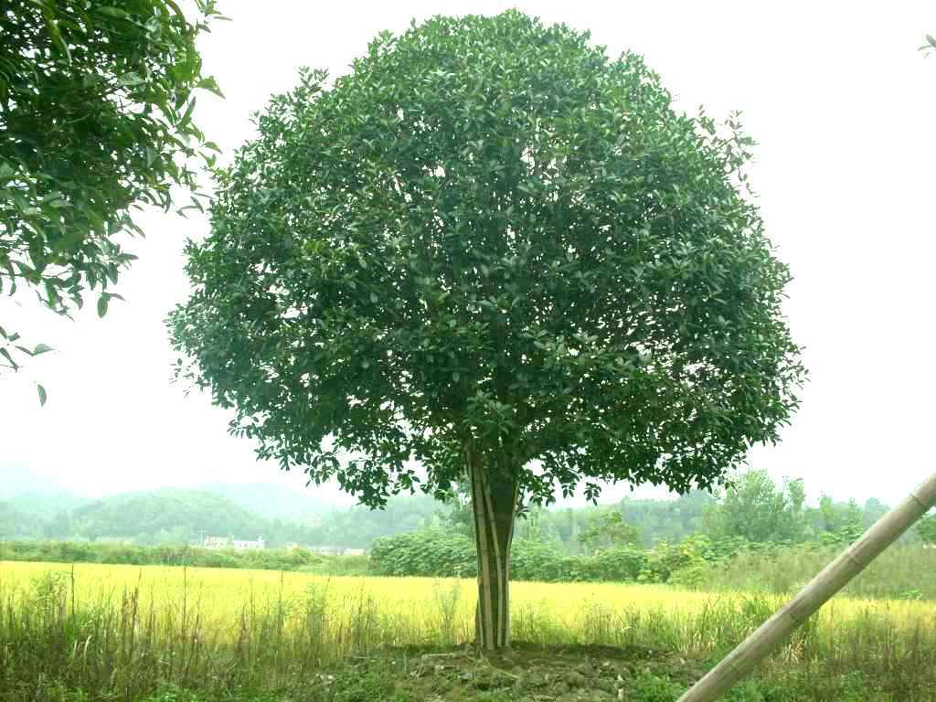桂花树为什么不能栽在家里?家里桂花树的风水禁忌令人震惊