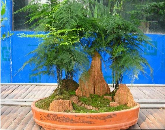 办公室适合摆放什么绿植好?办公室旺事业的五个植物你值得拥有