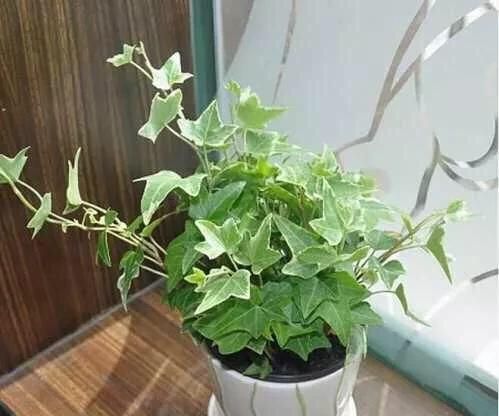 办公室适合摆放什么绿植好?办公室旺事业的五个植物你值得拥有