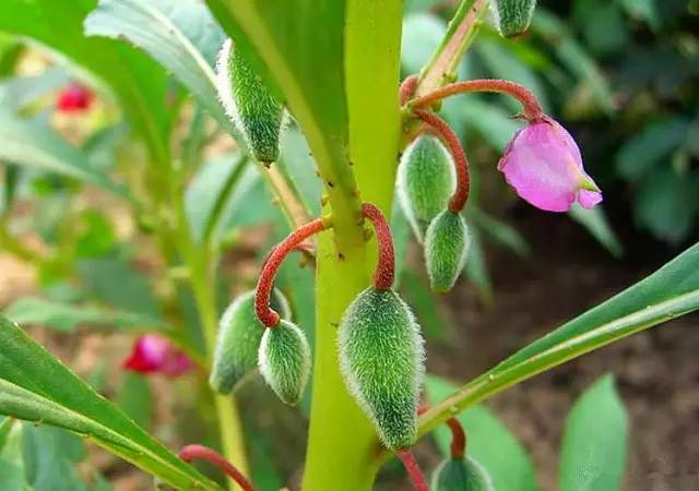 家里庭院种凤仙花吉利吗凤仙花的风水禁忌一定要记住哦